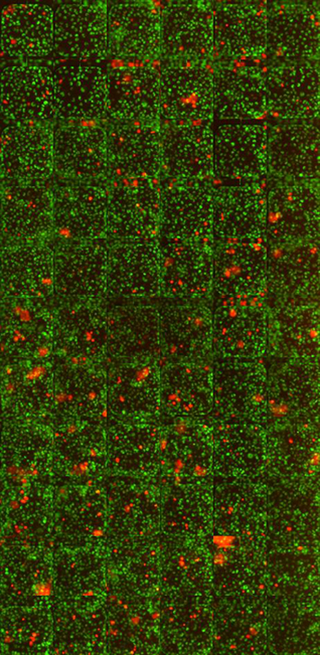 Illustration for article titled Nanopoint's Celltray Still Shaking Up Live Cell Imaging
